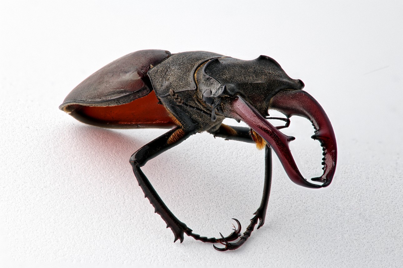 Sceletton of a stag beetle - fascinating details, Verrieres