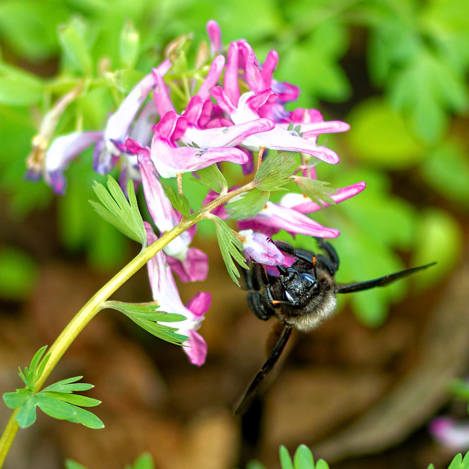 Blue wooden bee, seen in Coburg