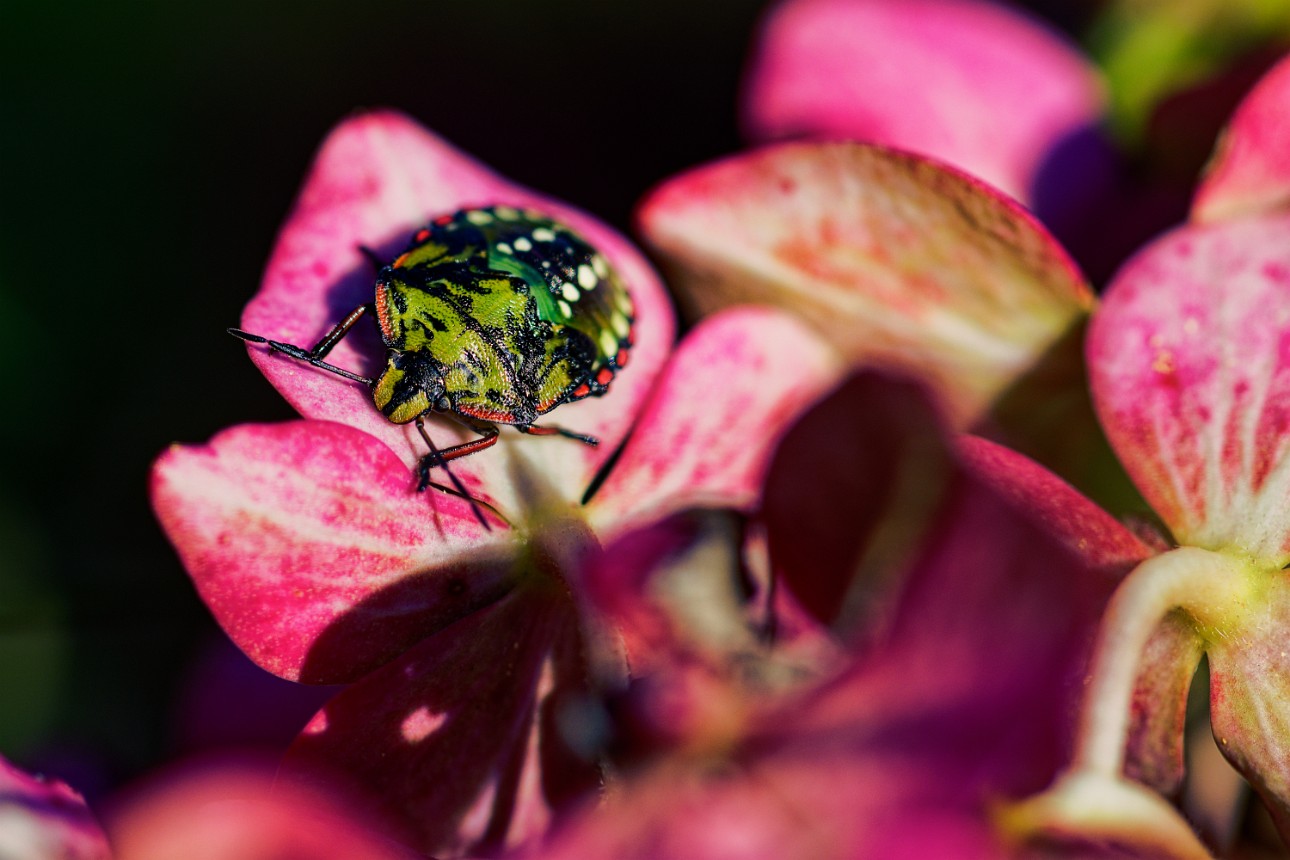 Bug on flower