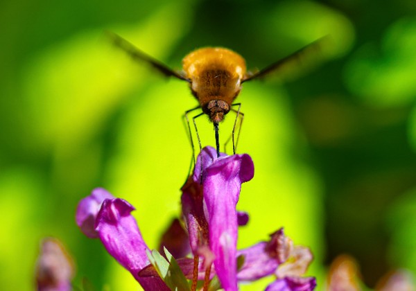 BumbleBees BumbleBees Bumbeling bees