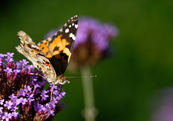 ButterFlies ButterFlies