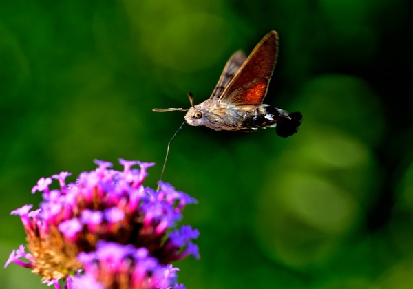 Hummingbird hawk-moth Hummingbird hawk-moth Migrating day flying moth, which can be found almost all around the world. These pictures where...