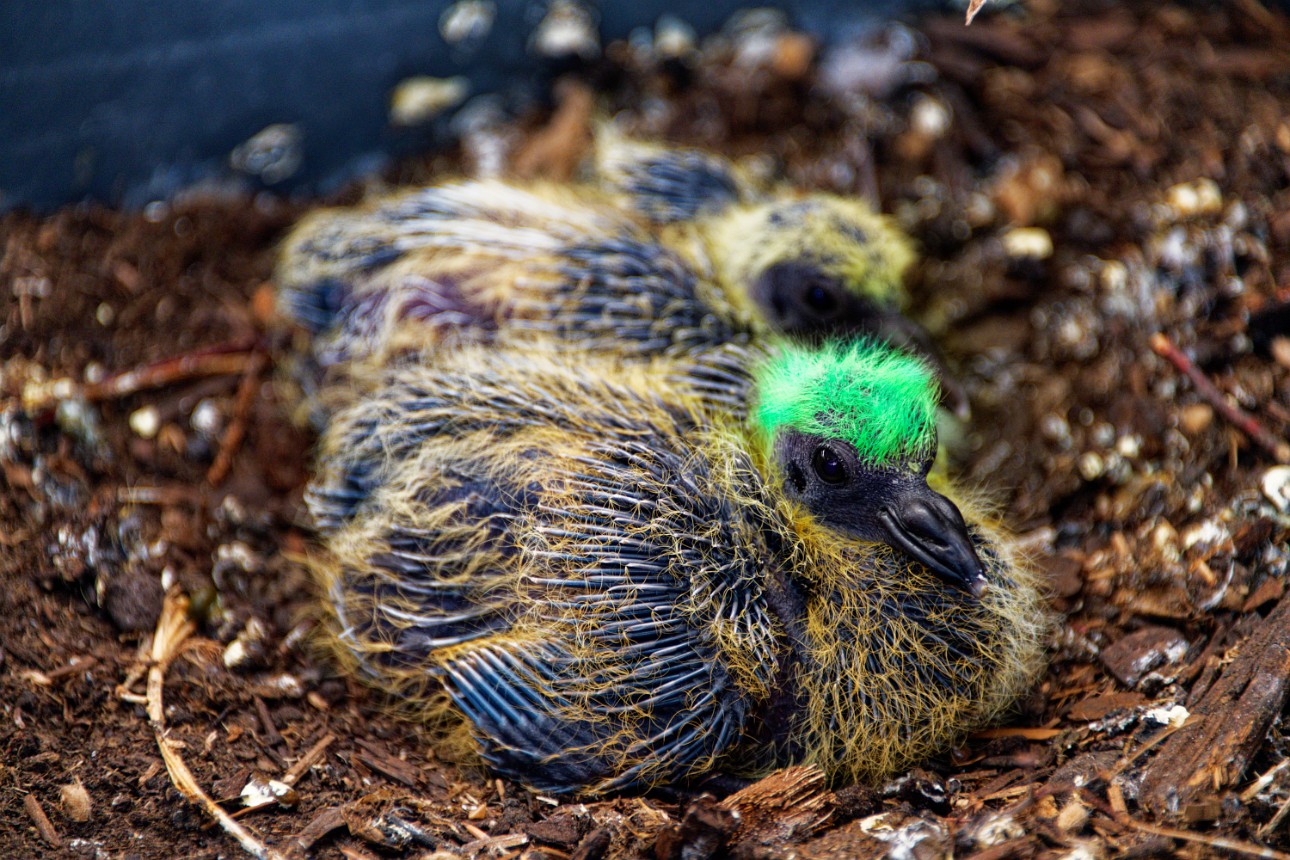 Punk pigeons