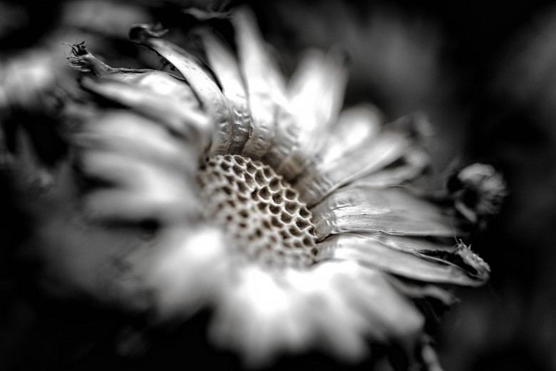 Dried flower in the garden cabin of my parents