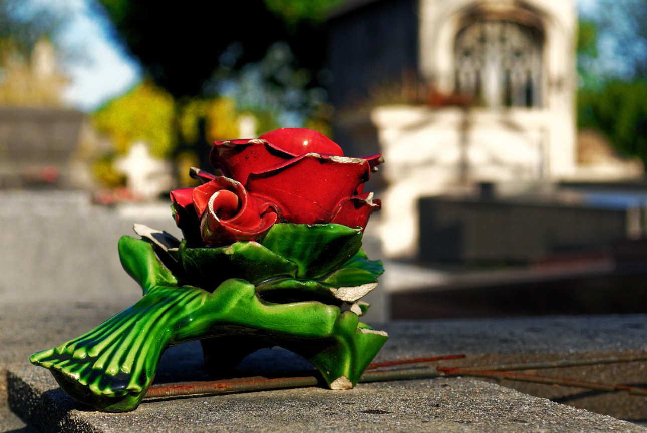 Flower at Pere-la-Chaise