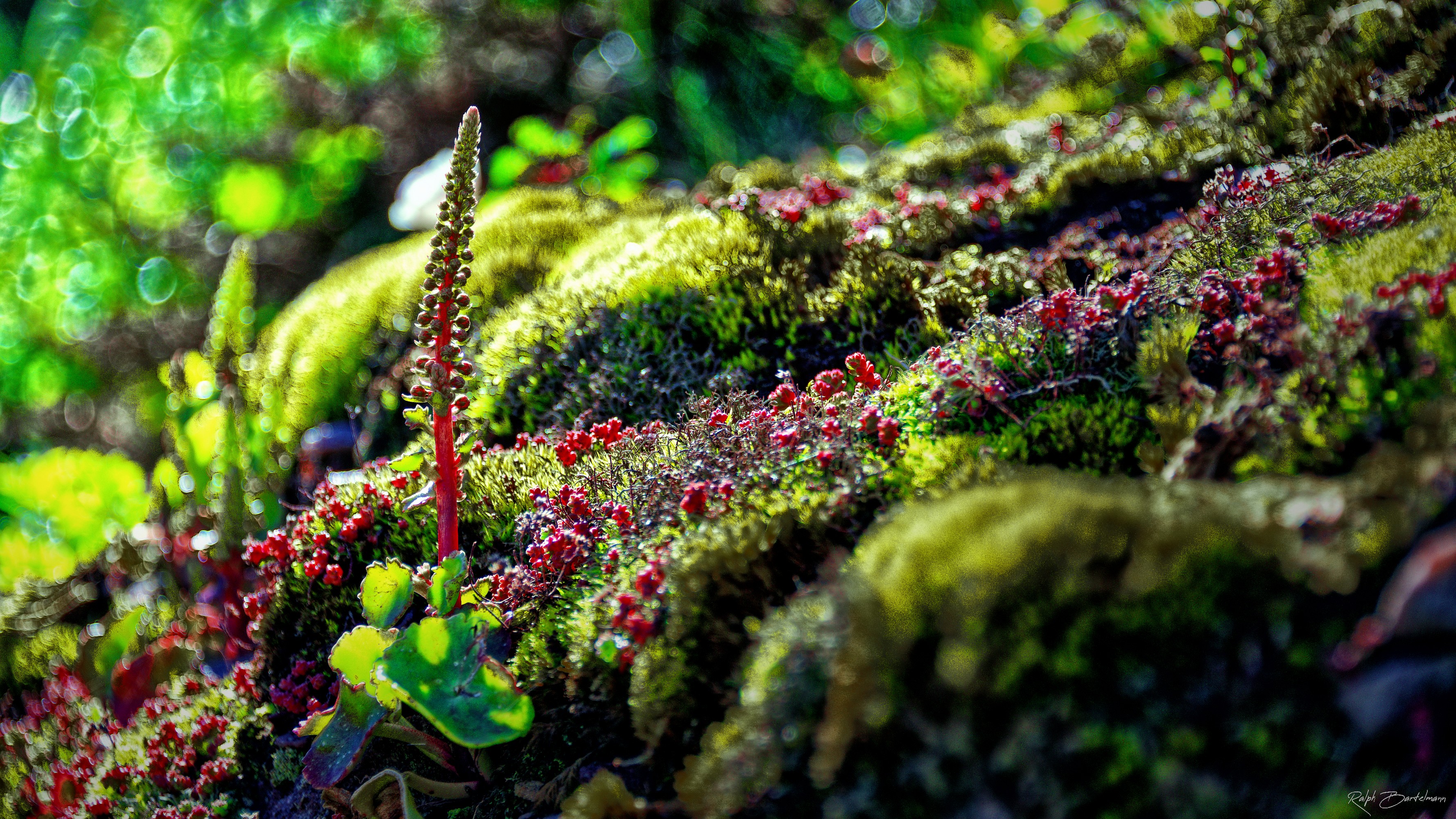 Microlandscape, Bretagne