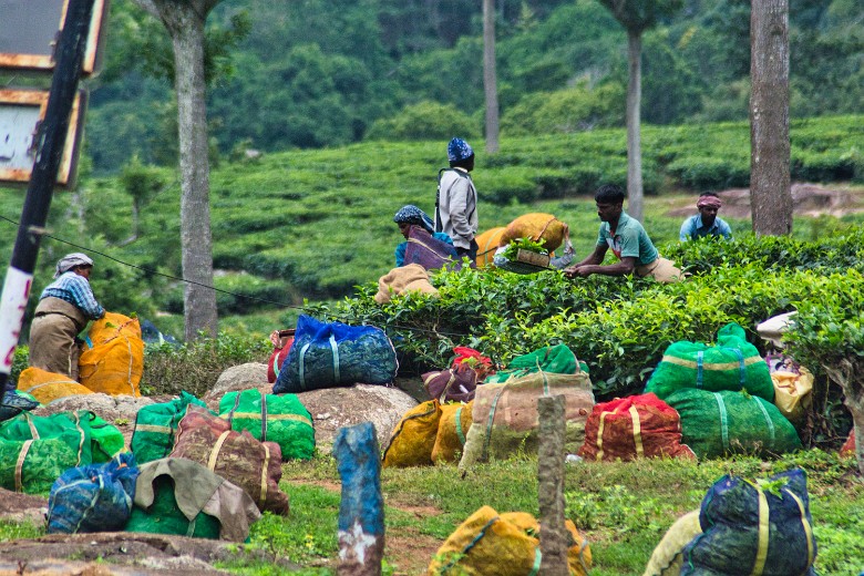 Rainy day in the tea plantation