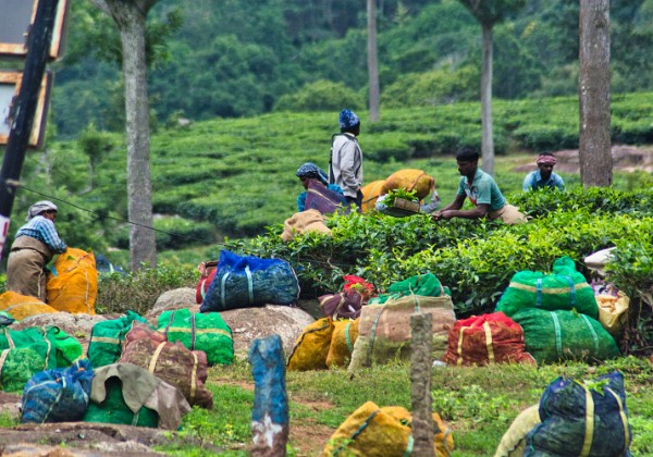 Rainy day in the tea plantation Rainy day in the tea plantation