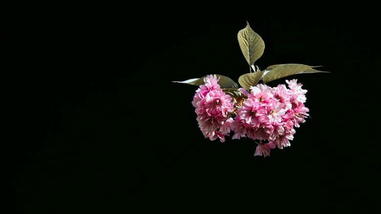 Floating Cherry flower, Meudon