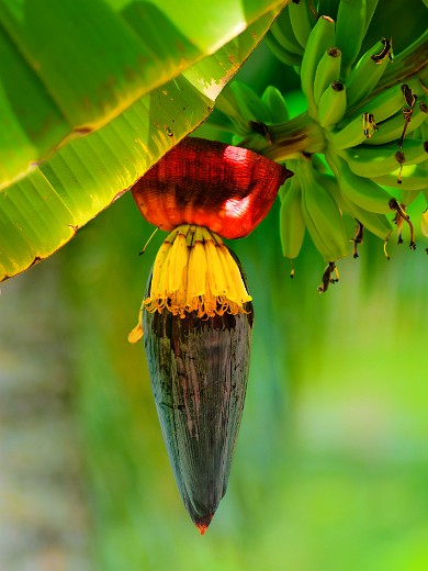 Banana flower, Kerala, India