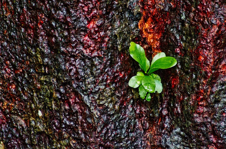 leafe on the tree, Botanic Gardens Singapore