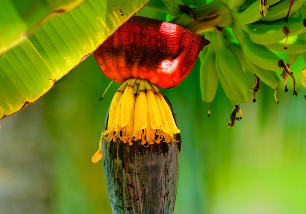 Tropical Tropical Pictures from far away