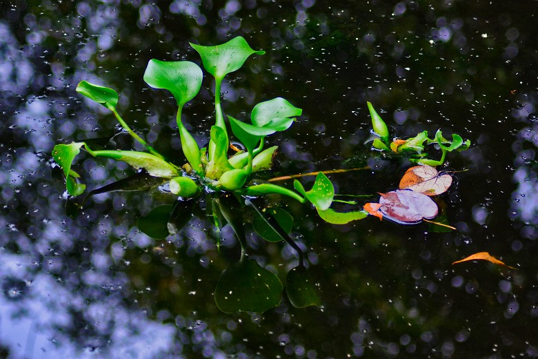 Backwaters, Singapore